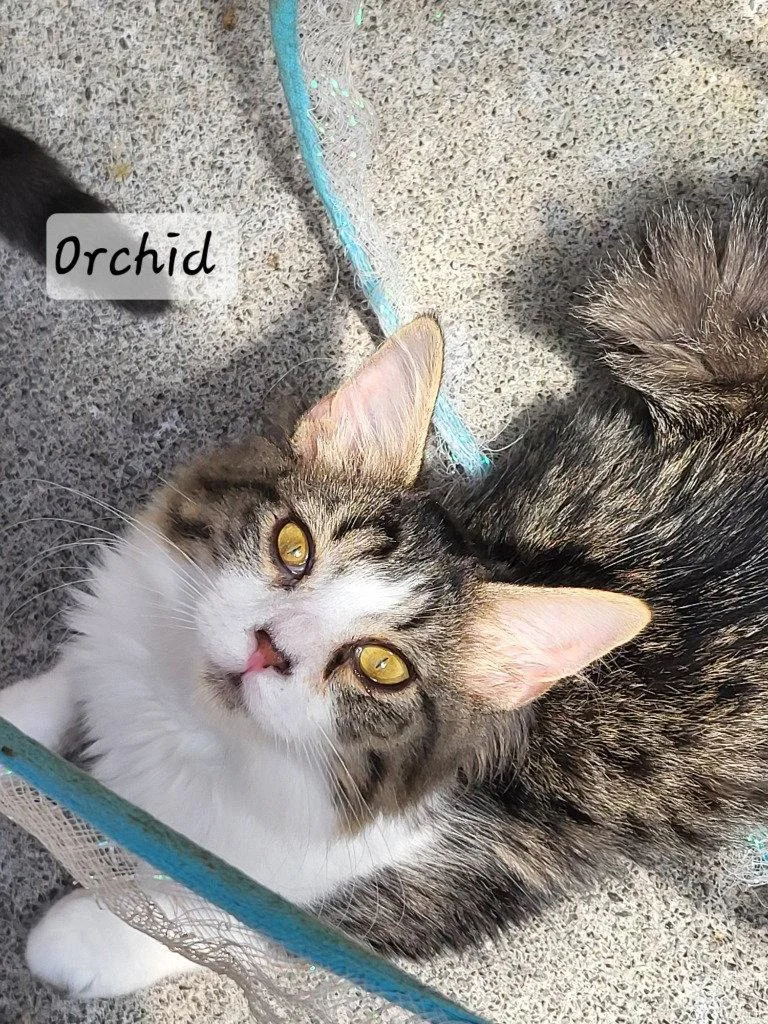 Orchid