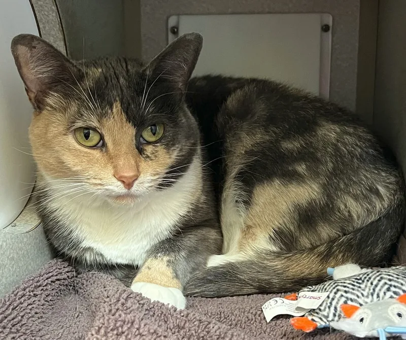 An adult medium-sized female Calico Domestic Short Hair cat named Amber for adoption in Wheeling, IL