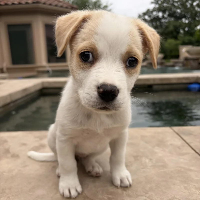 A baby small-sized female White / Cream Mixed Breed dog named Clarissa for adoption in Houston, TX