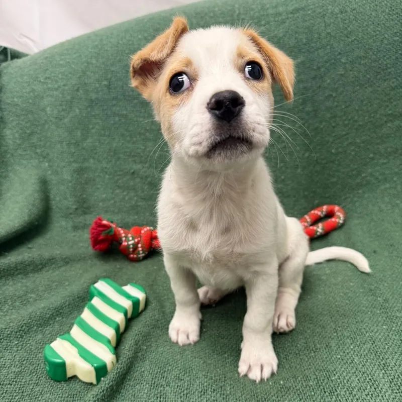 Clarissa thumbnail 3