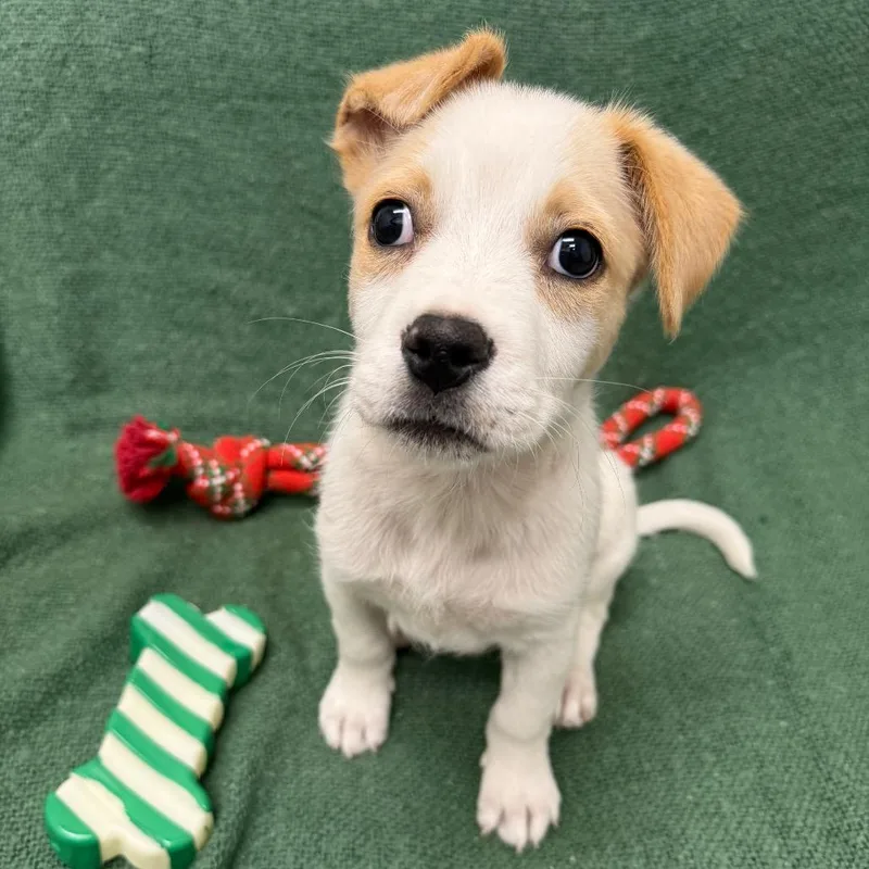 Clarissa thumbnail 4