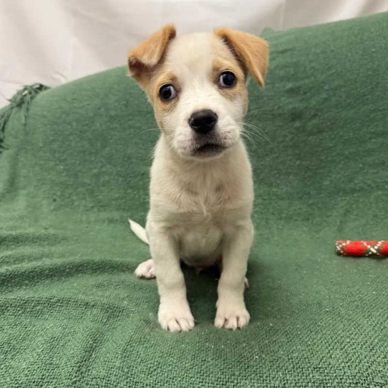 Clarissa thumbnail 5