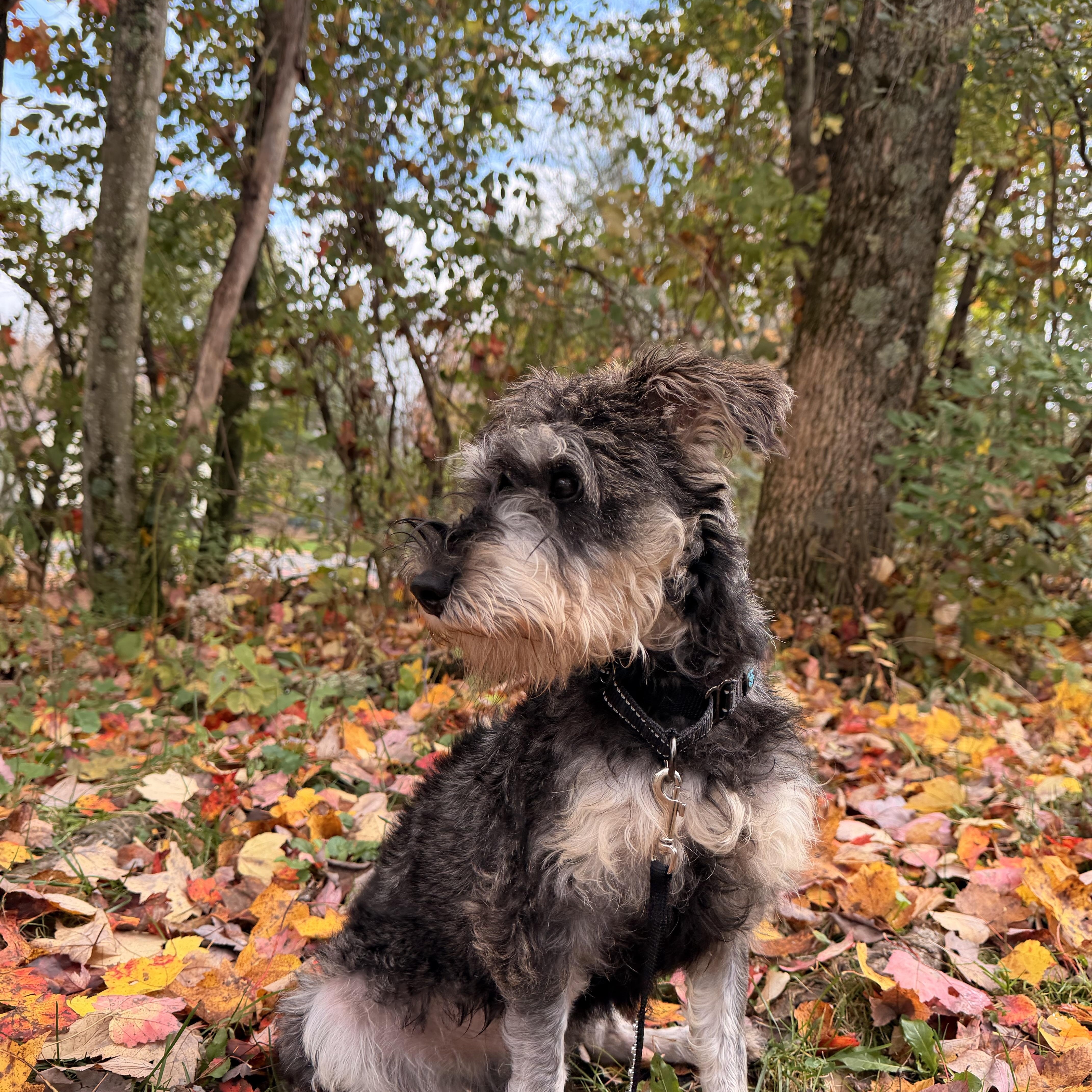 A young small-sized male Miniature Schnauzer dog named Miso for adoption in Honesdale, PA