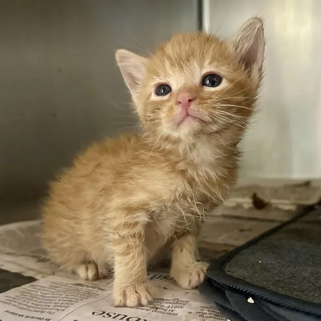 A baby small-sized female Domestic Short Hair cat named Nobara for adoption in Riverside, CA