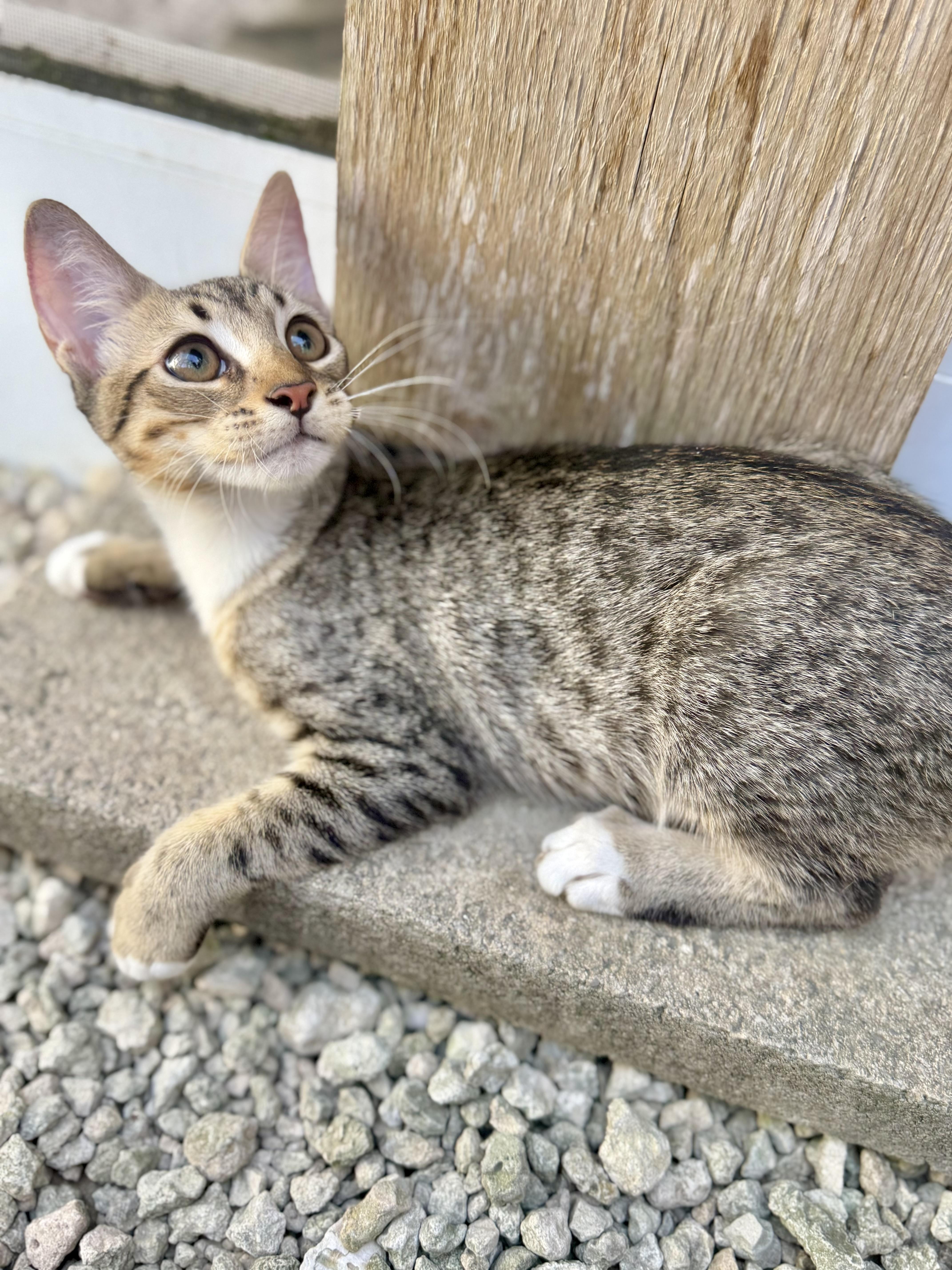 A baby small-sized male White Tabby cat named The Little Tramp for adoption in Homestead, FL