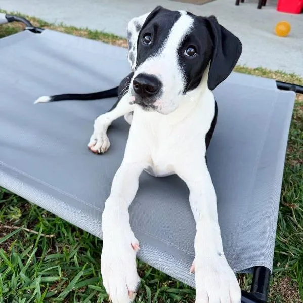 A young medium-sized female White / Cream German Shorthaired Pointer dog named Cupid for adoption in Tampa, FL