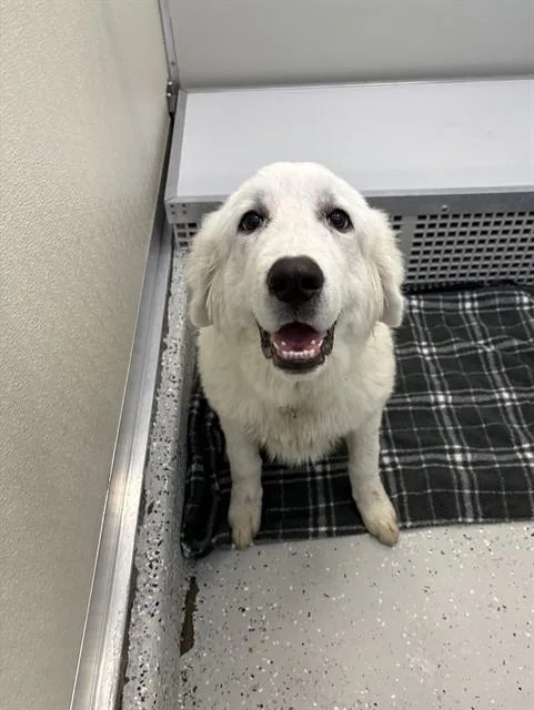 A baby large-sized male Great Pyrenees dog named Cosmo for adoption in Forney, TX