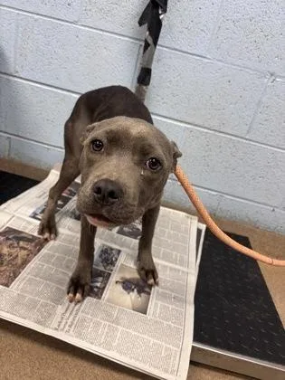 A young medium-sized female Mixed Breed dog named Marathon for adoption in Chamblee, GA