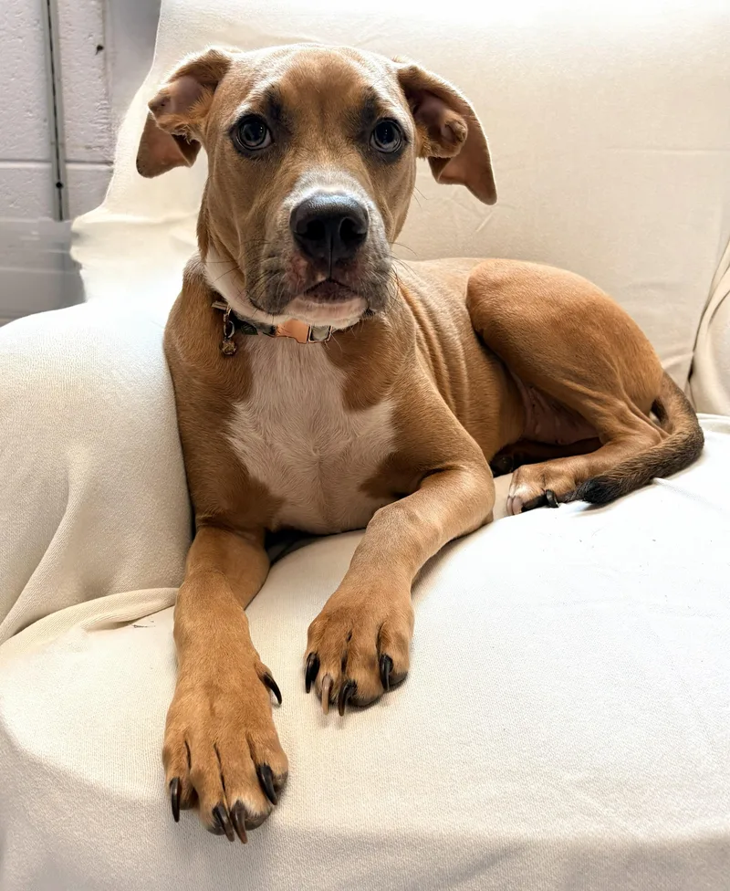 A young medium-sized female Brown / Chocolate Mixed Breed dog named Athena for adoption in Allegan, MI