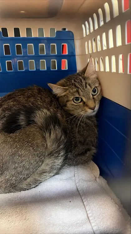 An adult small-sized female Domestic Short Hair cat named Spruce for adoption in West Chester, PA