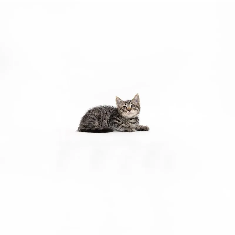 A baby small-sized male Brown / Chocolate Domestic Short Hair cat named Brian for adoption in Playa Vista, CA