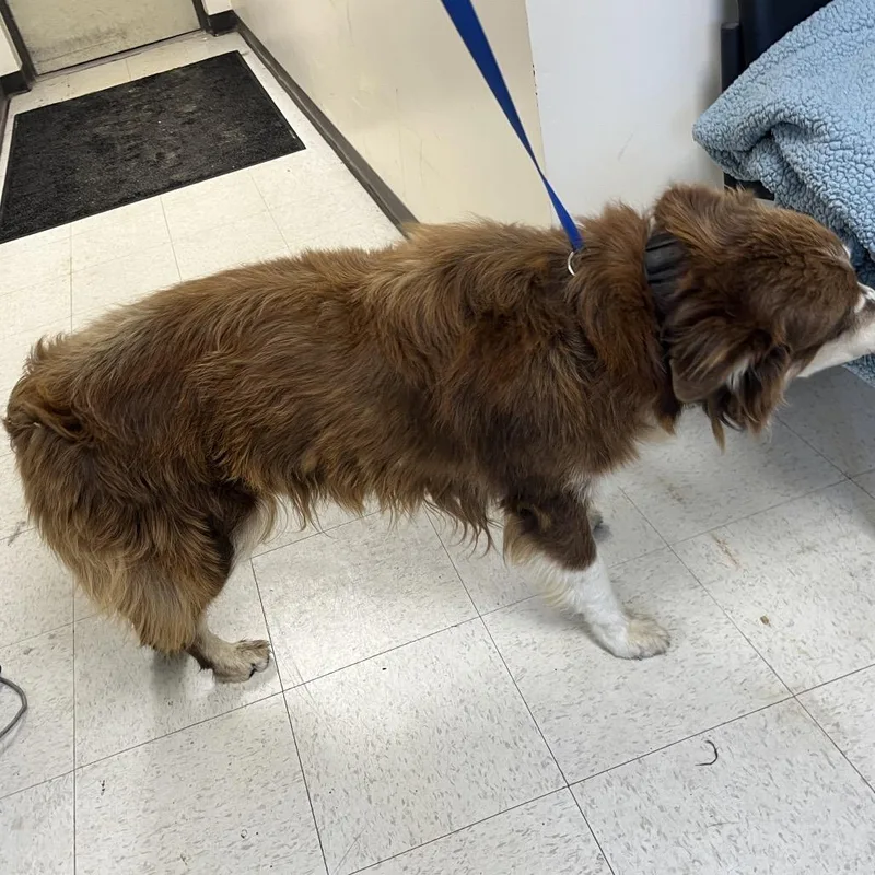 An adult medium-sized male Red / Chestnut / Orange Australian Shepherd dog named Captain for adoption in Mount Gilead, NC