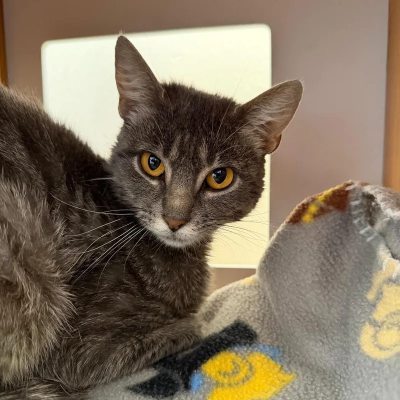 A young medium-sized female Gray / Blue / Silver Domestic Short Hair cat named Mrs. Peacock for adoption in Cody, WY