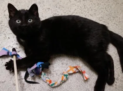 A baby small-sized male Domestic Short Hair cat named Applesauce for adoption in Verona, WI