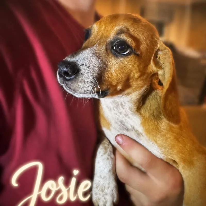 A baby small-sized female Brown / Chocolate Beagle dog named Josie for adoption in Opelika, AL