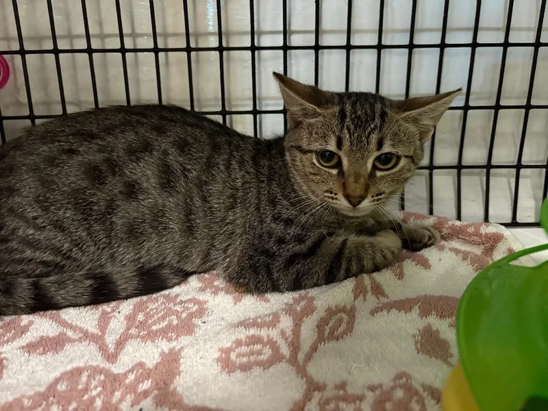 A baby medium-sized female Domestic Short Hair cat named Sophia for adoption in Raleigh, NC