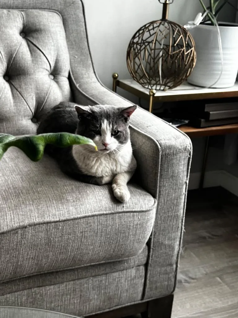 Hamburger thumbnail 2