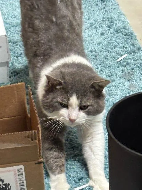 Hamburger thumbnail 4