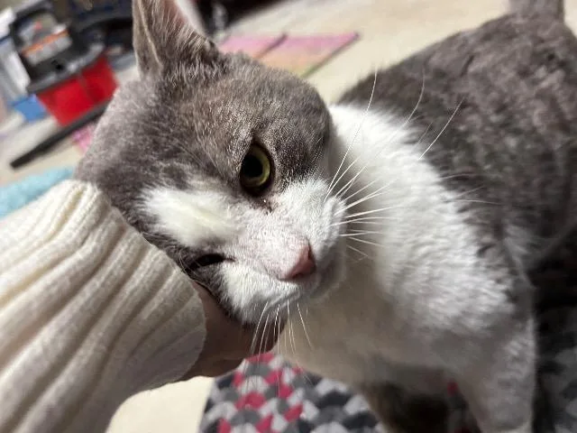 Hamburger thumbnail 6