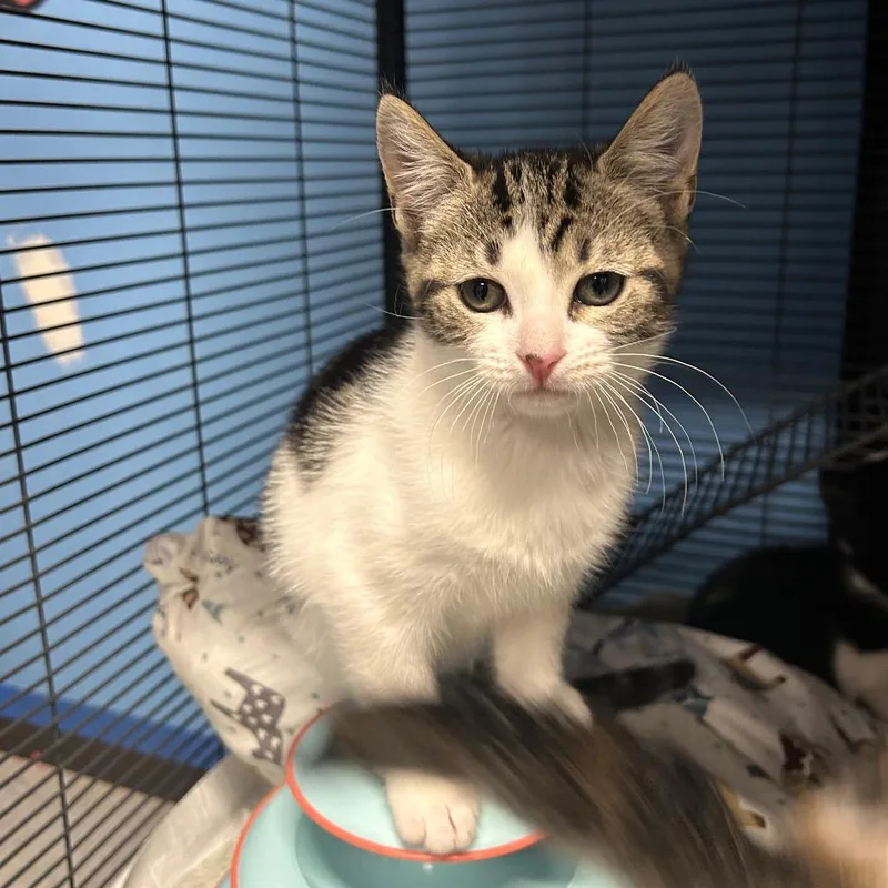 A baby small-sized female White Domestic Short Hair cat named Radon for adoption in Binghamton, NY