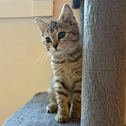 A baby medium-sized female Tabby (Brown / Chocolate) Domestic Short Hair cat named Pam for adoption in Lemoyne, PA