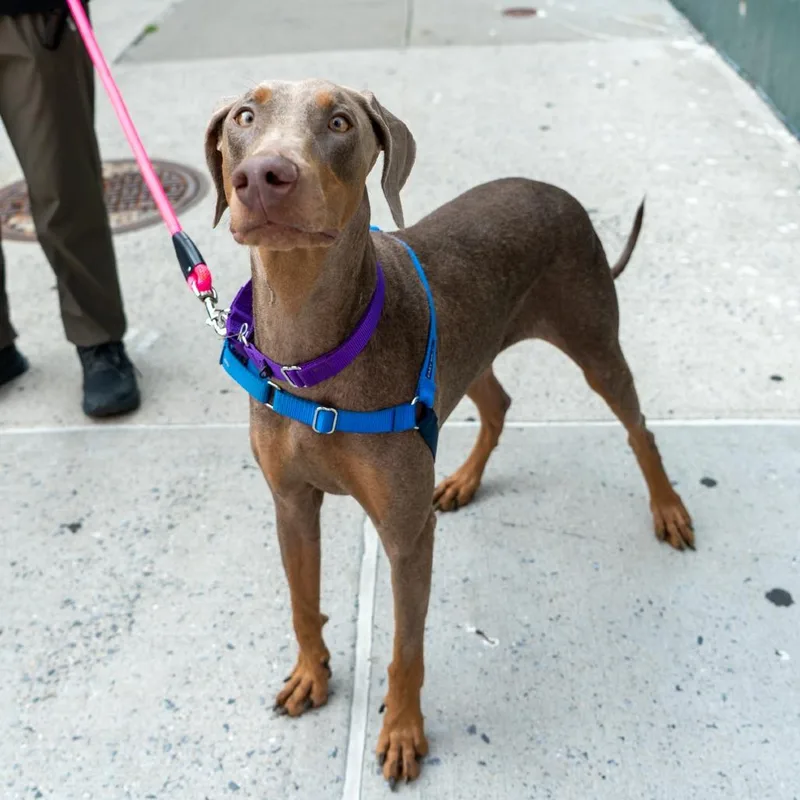 A young large-sized female Gray / Blue / Silver Doberman Pinscher dog named Silver for adoption in New York, NY