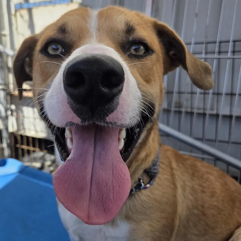 A young medium-sized male Pit Bull Terrier dog named Sour Patch for adoption in San Pablo, CA