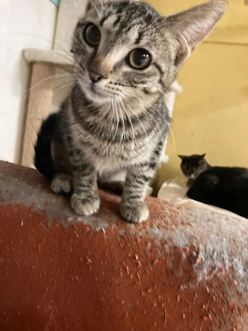 A young medium-sized female Domestic Short Hair cat named Adelita for adoption in Jackson, MS