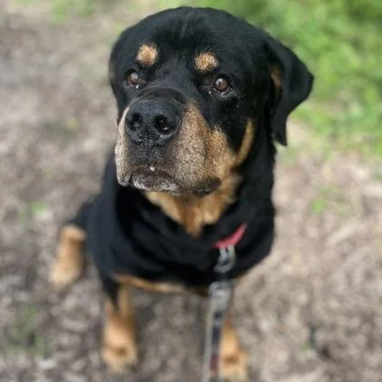 A senior large-sized male Mixed Breed dog named Bubba for adoption in Janesville, WI