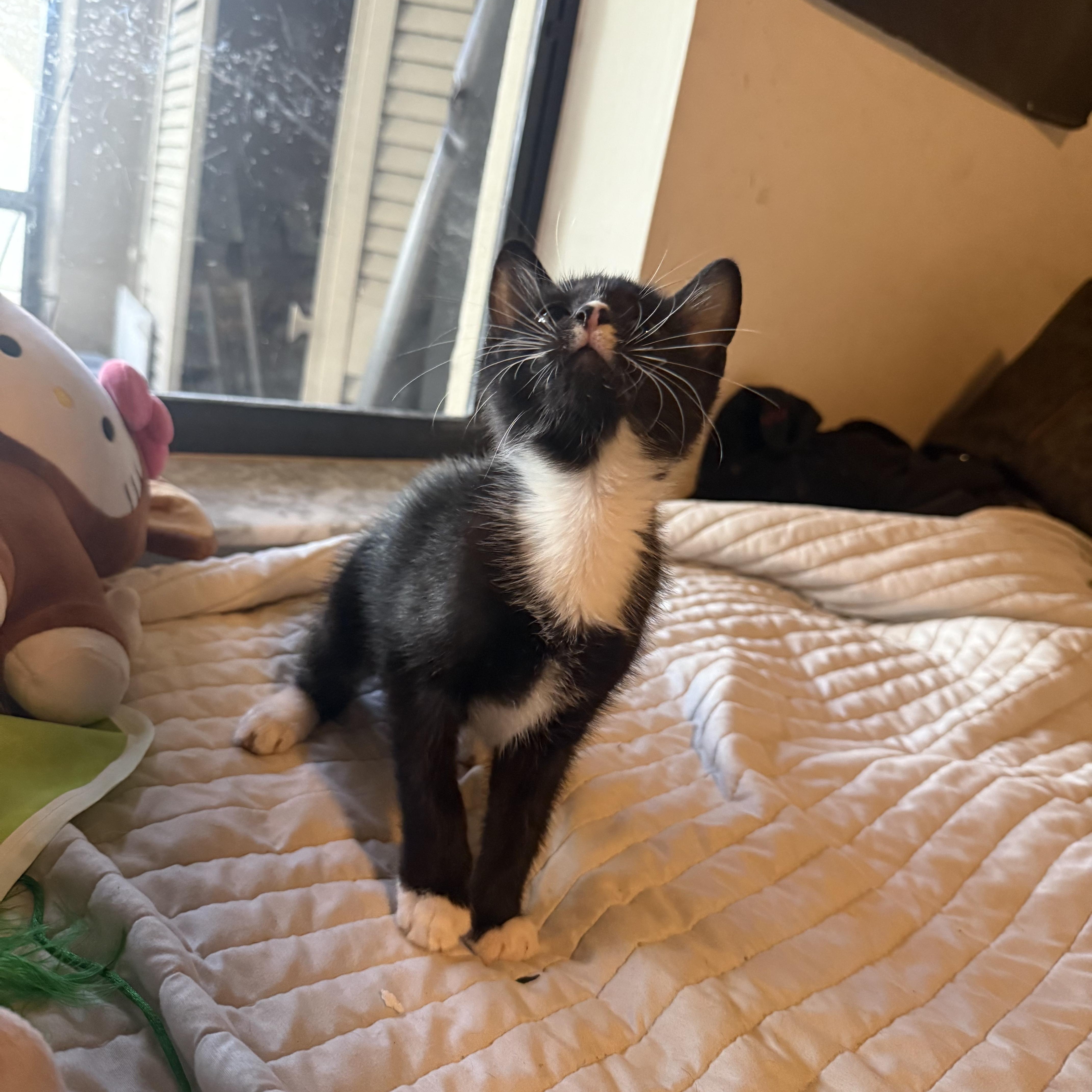 A baby small-sized male Black & White / Tuxedo Domestic Short Hair cat named Piggy for adoption in Delray Beach, FL