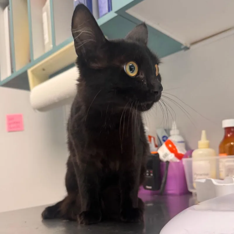 A young medium-sized female Black Domestic Medium Hair cat named Nicks for adoption in Clearwater, FL