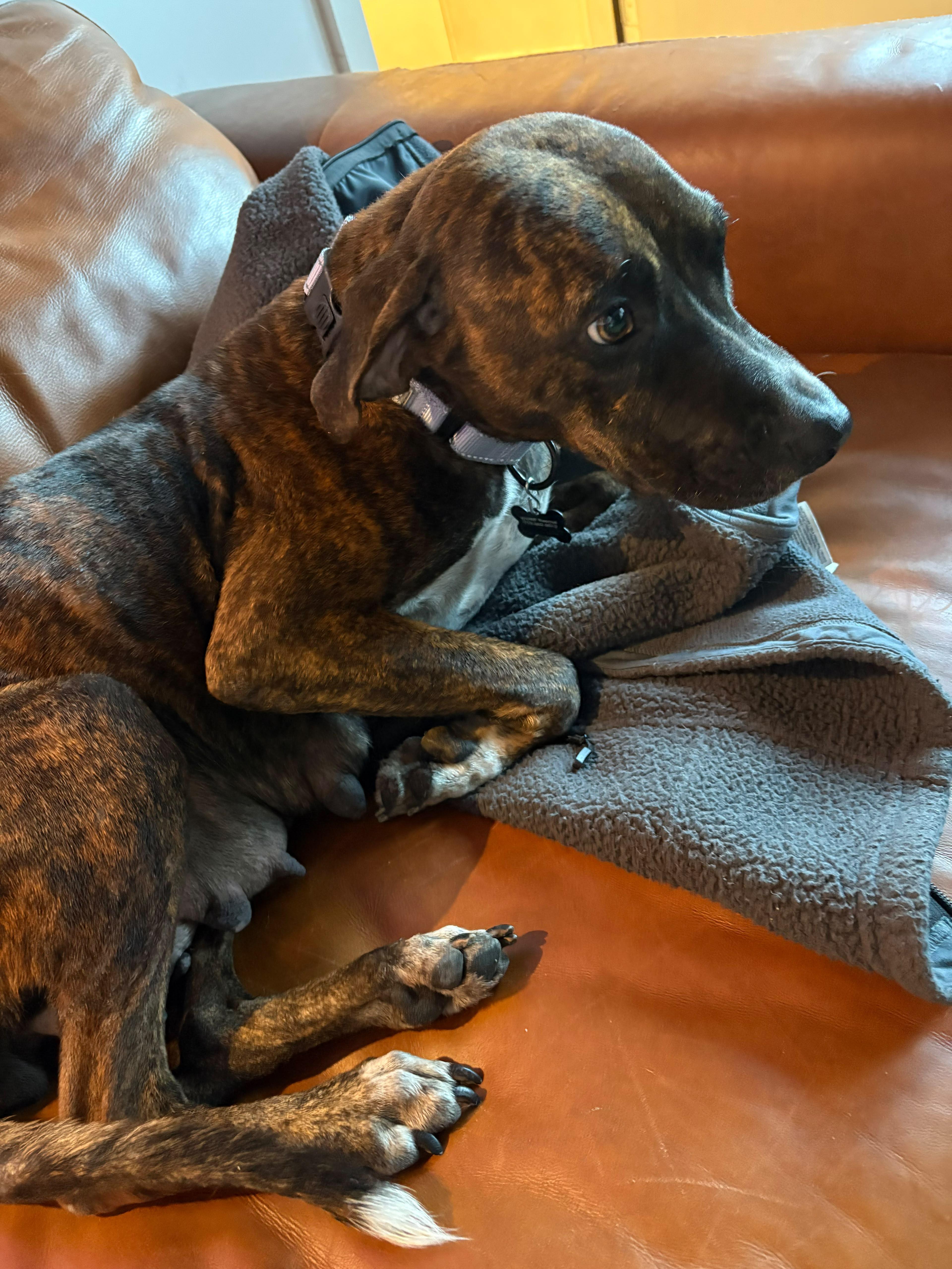 A young medium-sized female Brindle American Staffordshire Terrier dog named Sweet Marie for adoption in Houston, TX