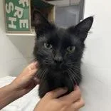 An adult medium-sized male Black Domestic Medium Hair cat named Bradly for adoption in Hilliard, OH