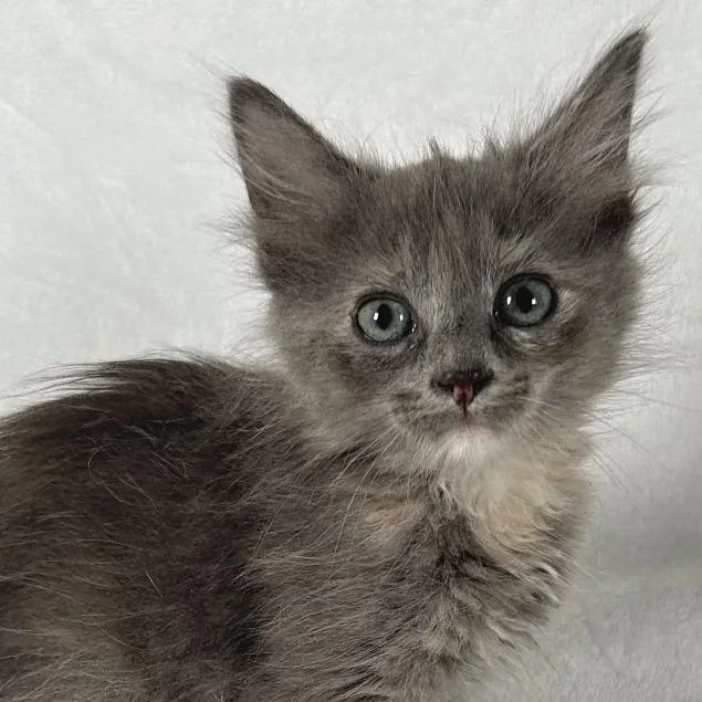 A baby small-sized female Domestic Short Hair cat named Iris for adoption in Johnson City, TN