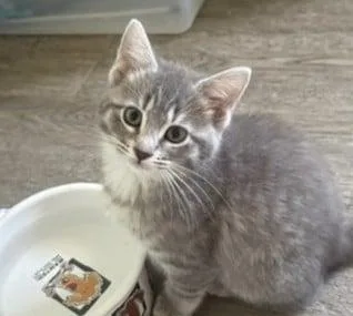 A baby medium-sized male Gray & White Domestic Short Hair cat named Cashew for adoption in Battle Creek, MI