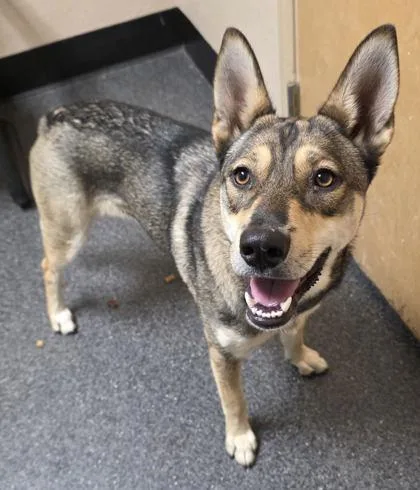 Aleu