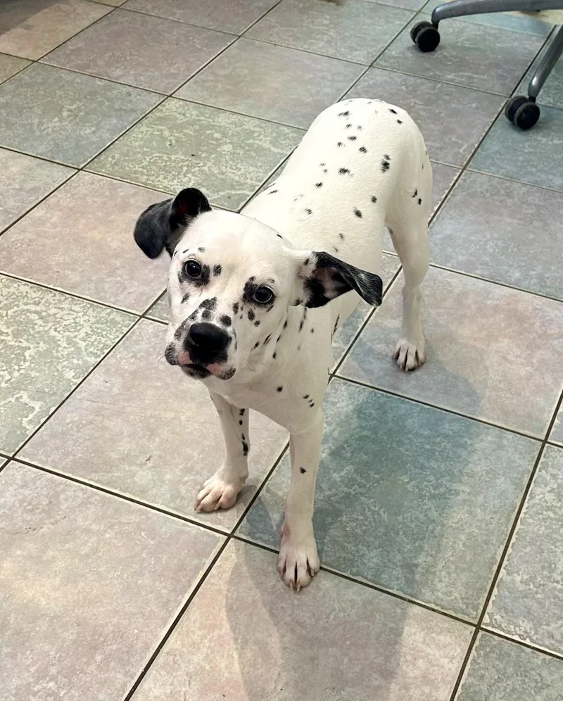 A baby medium-sized female Dalmatian dog named Sweet And Petite for adoption in Northwood, OH