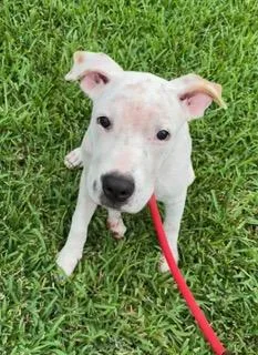 A baby medium-sized male White / Cream Mixed Breed dog named Gonzo for adoption in Longwood, FL