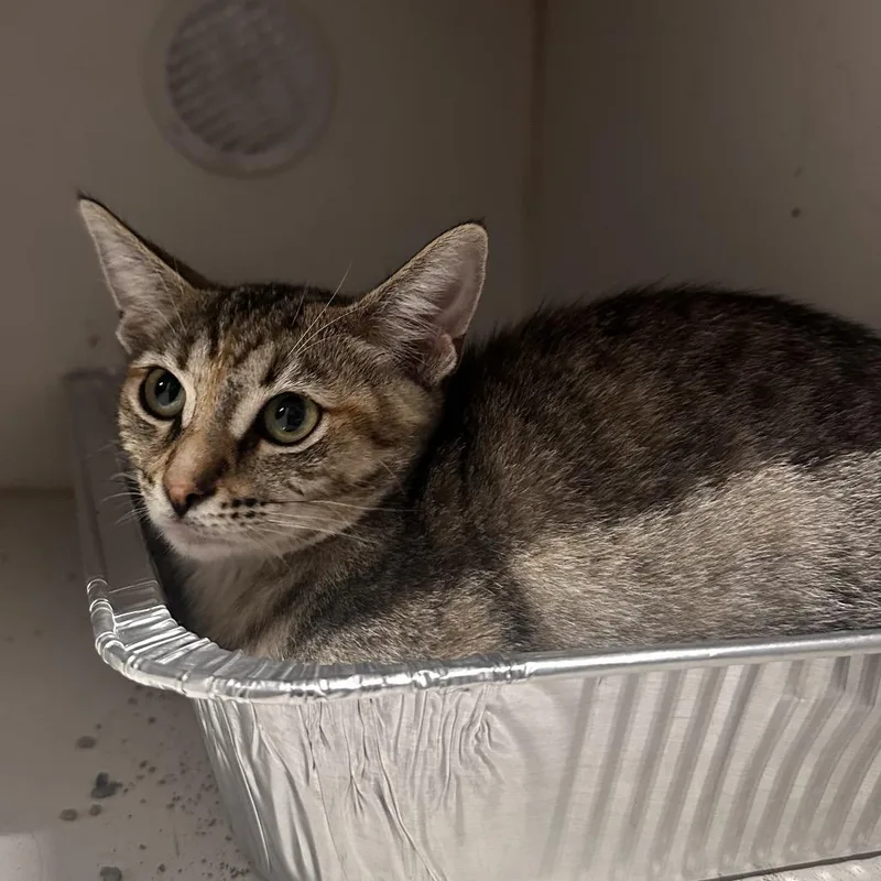 A baby small-sized female Tortoiseshell Domestic Short Hair cat named Wombat for adoption in Dearborn, MI