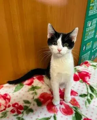 A baby small-sized female Black & White / Tuxedo Domestic Short Hair cat named Pinto for adoption in Woodbridge, VA