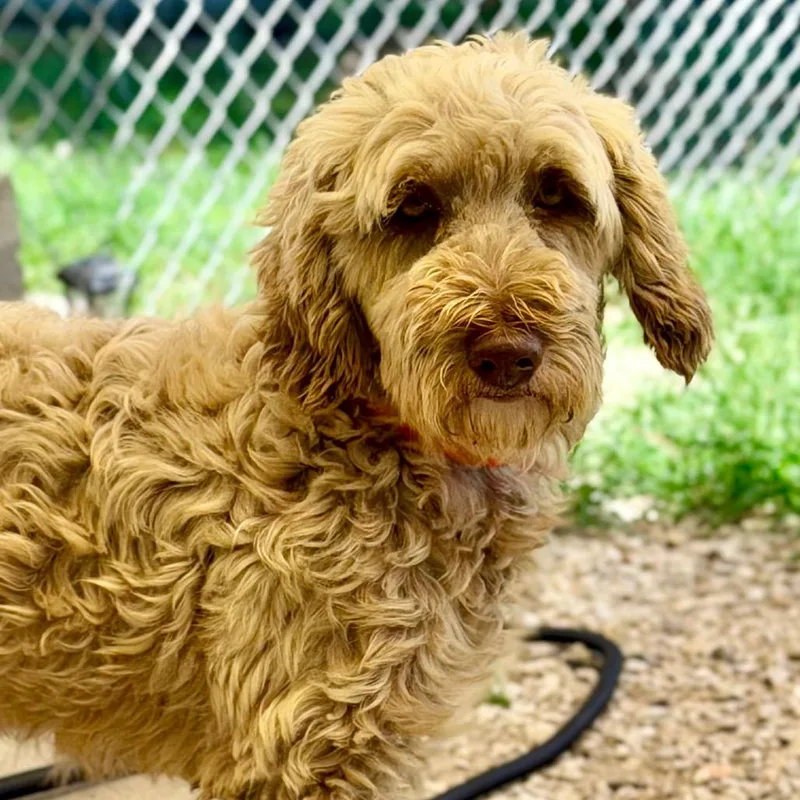 An adult small-sized female Yellow / Tan / Blond / Fawn Wheaten Terrier dog named Presley Missouri JY for adoption in Peyton, CO