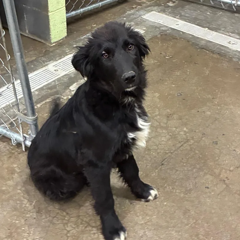 A young small-sized male Mixed Breed dog named Julio for adoption in Corbin, KY