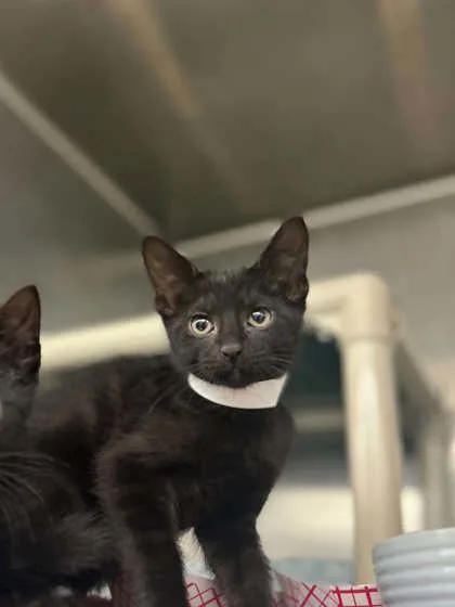 A baby small-sized male Domestic Short Hair cat named Bobby for adoption in Munster, IN