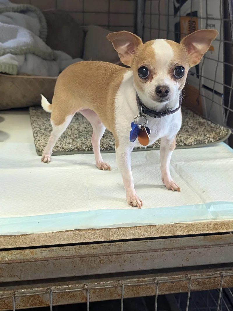 An adult small-sized female Apricot / Beige Chihuahua dog named Posey for adoption in COEUR D ALENE, ID