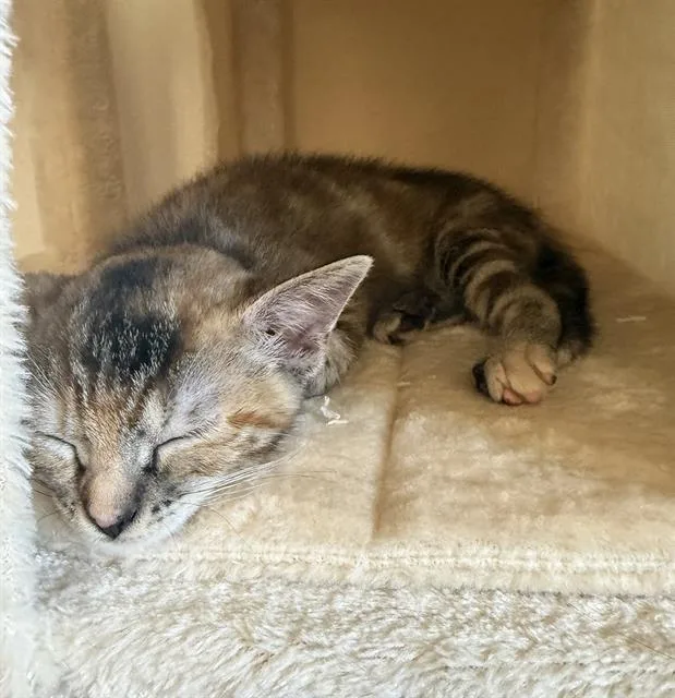 A baby small-sized female Domestic Short Hair cat named Sammy for adoption in Sacramento, CA