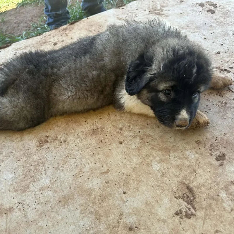 A baby small-sized male Black Mixed Breed dog named Kodiak for adoption in Oxford, ME