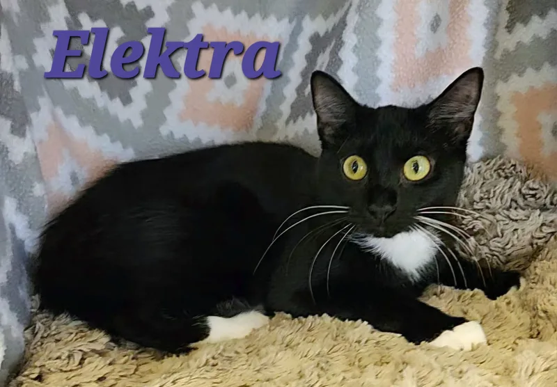 Elektra