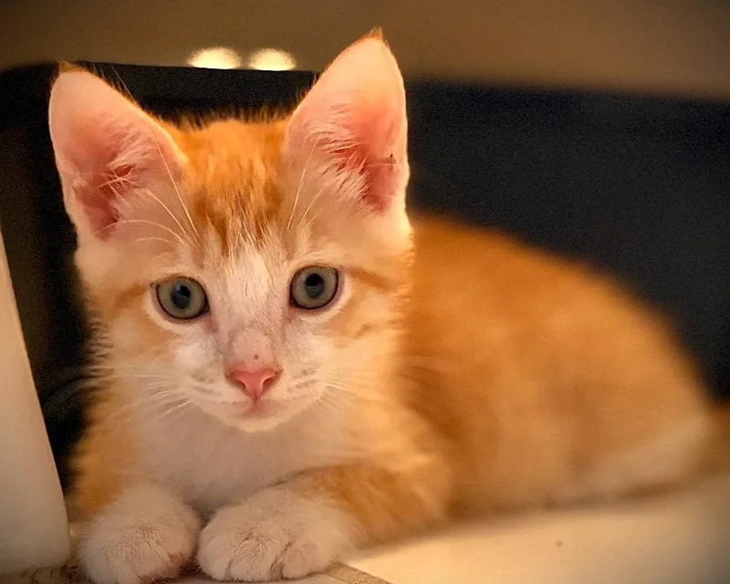 A baby medium-sized male Tabby cat named Fanta for adoption in Fort Myers, FL
