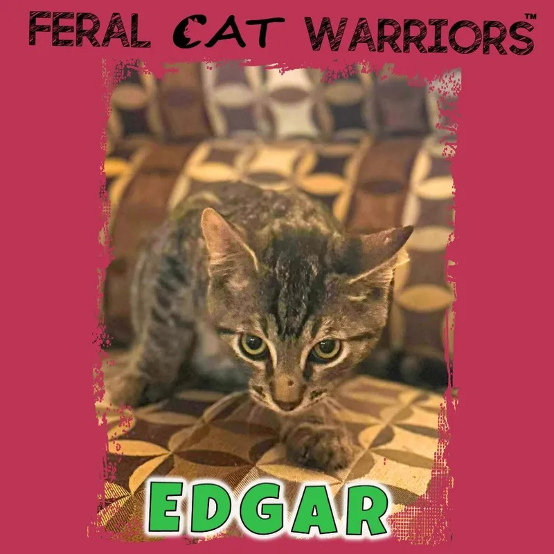 A baby small-sized male Black Domestic Short Hair cat named Edgar for adoption in Kingman, AZ