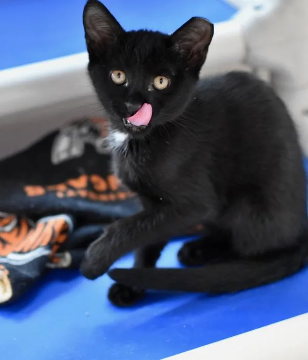 A young medium-sized female Black Domestic Short Hair cat named Mera for adoption in Marietta, GA